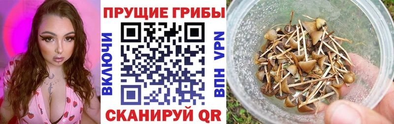 Псилоцибиновые грибы Psilocybe  Купить закладки  Лесной 